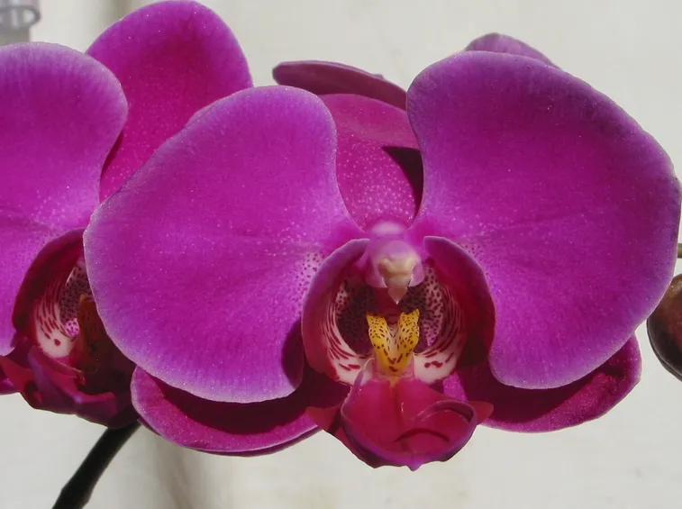 orchidea