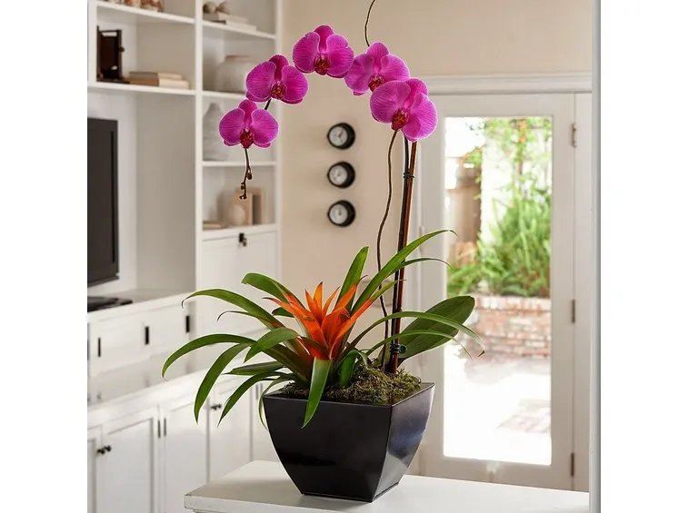 orchidea Phalaenopsi