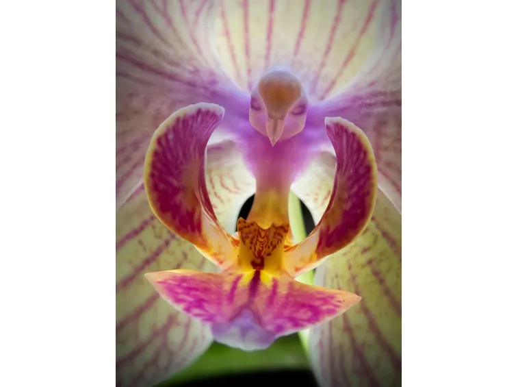 orchidea Phalaenopsi