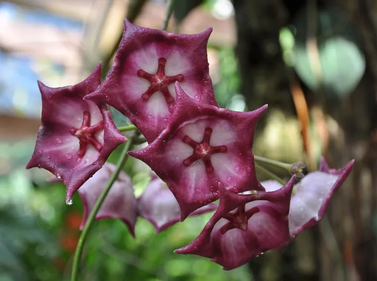 orchidea rara