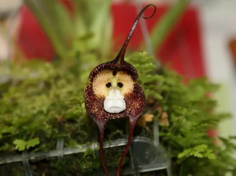 orchidea rara