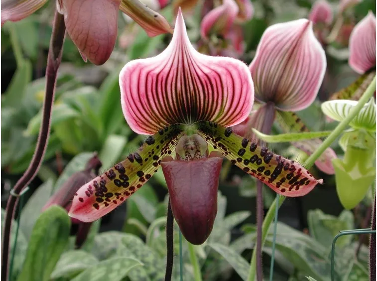 orchidea