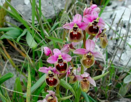 orchidea selvatica