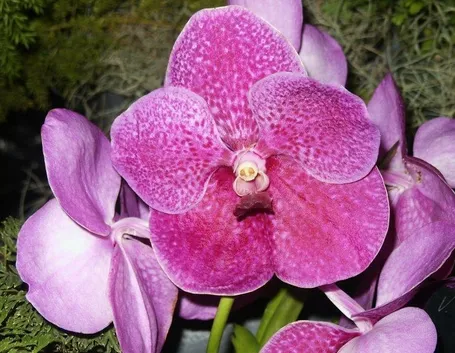 fiore orchidea vanda