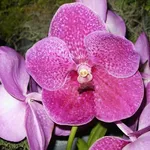 fiore orchidea vanda