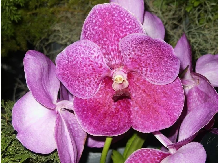 fiore orchidea vanda