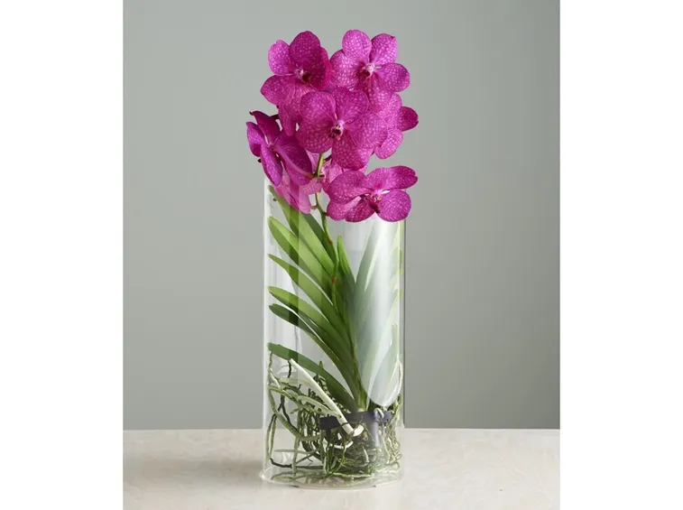 fiori orchidea vanda