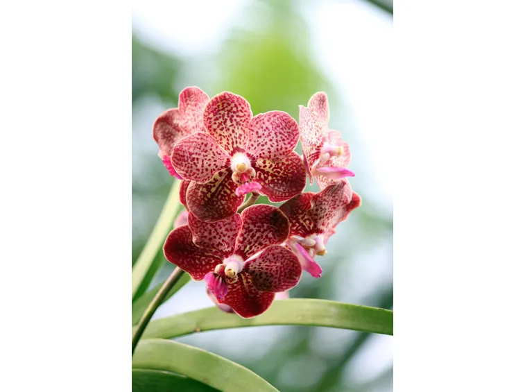 fiori orchidea vanda