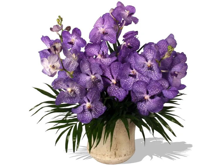fiori orchidea vanda