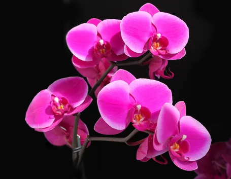 Dettaglio infiorescenza Phalaenopsis.