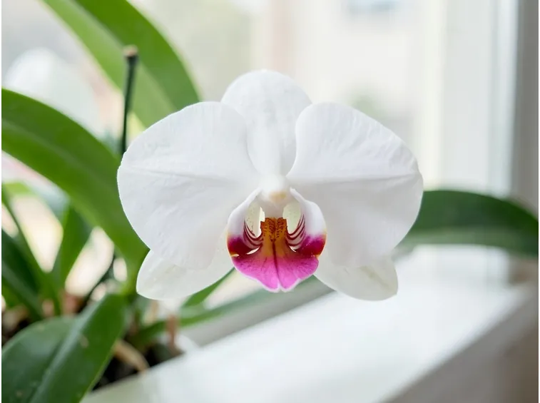 Esemplare di Phalaenopsis con fogliame.