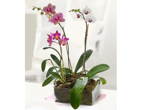 phalaenopsis