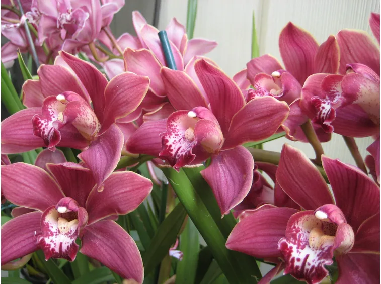 orchidee spontanee