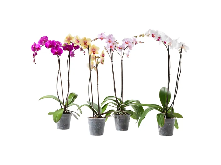 orchidea