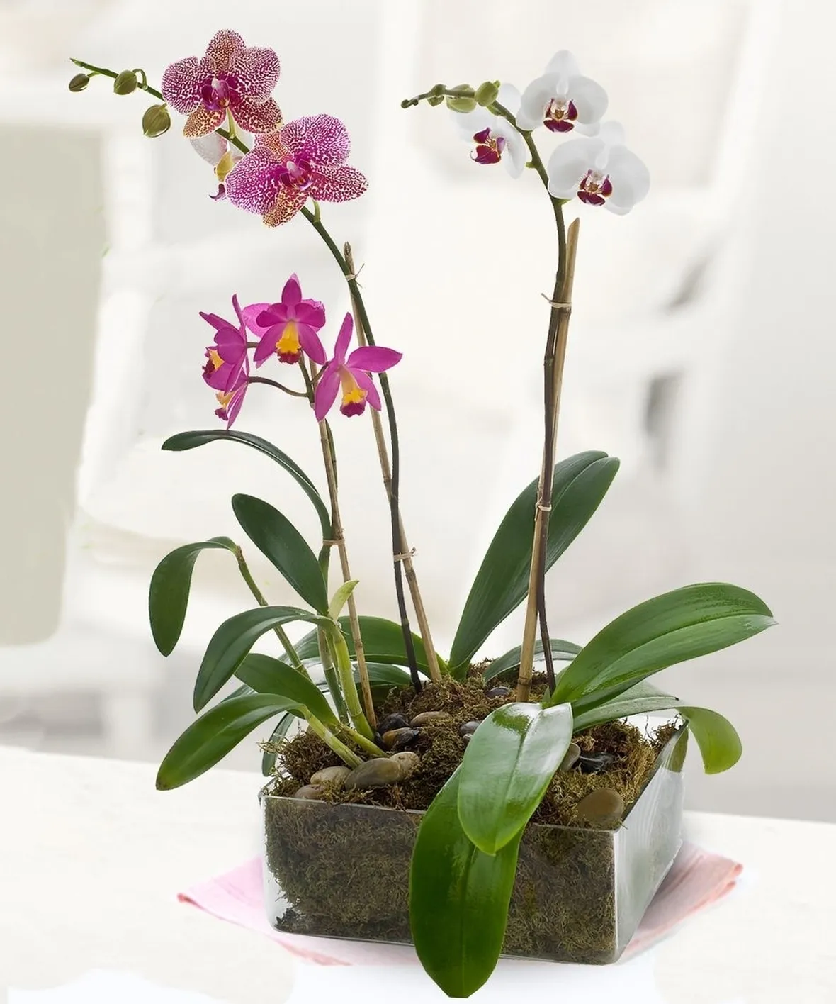 phalaenopsis