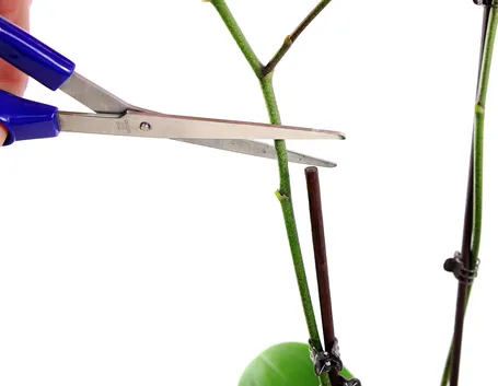 Potare orchidea