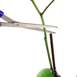 Potare orchidea