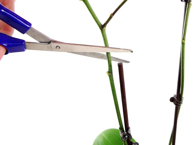 Potare orchidea