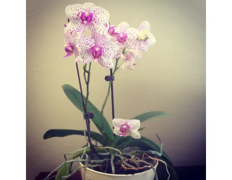 orchidea bianca.