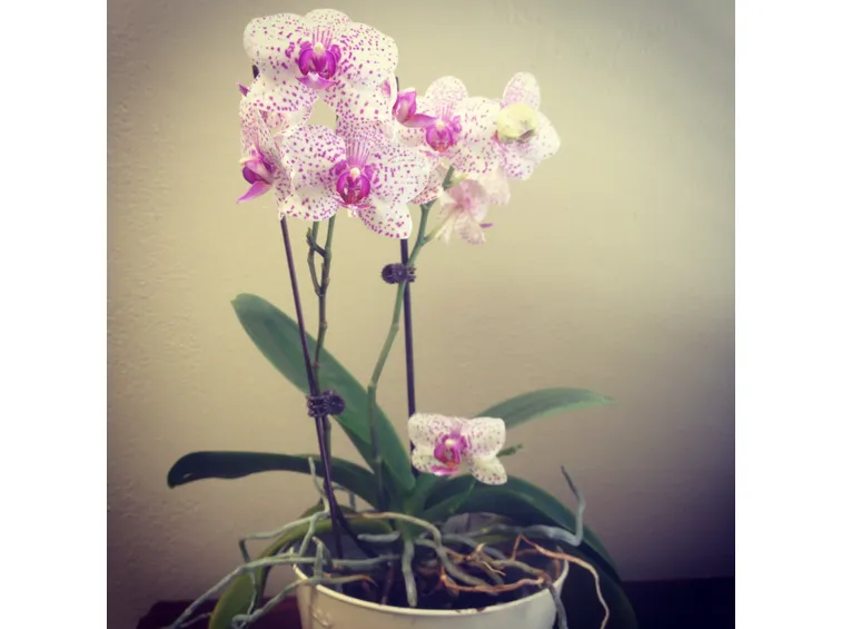 orchidea bianca.