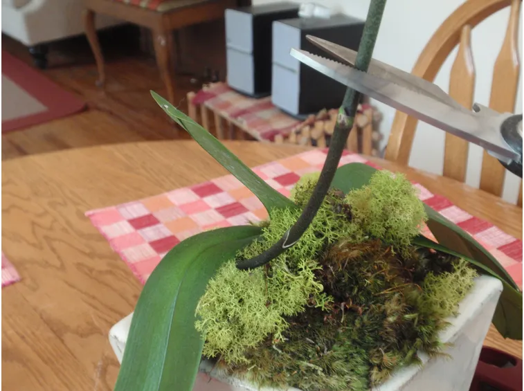 Orchidea Phalaenopsis