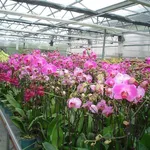 serra orchidee