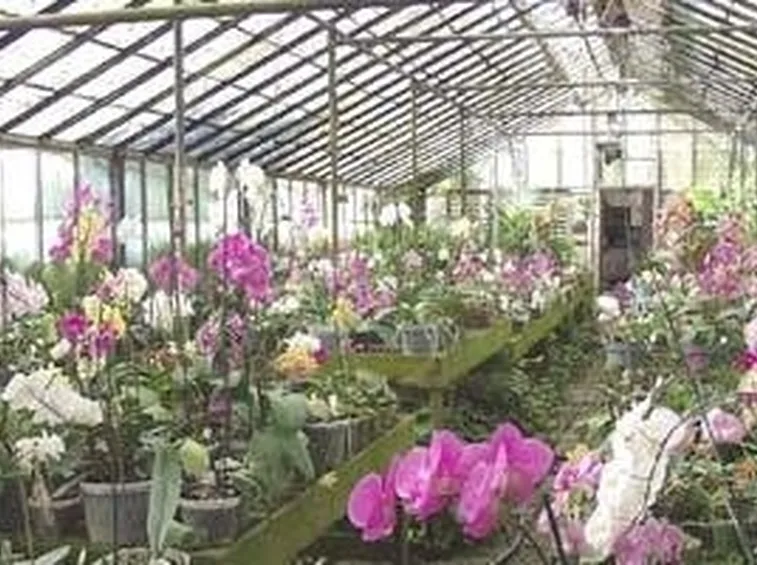 serra orchidee