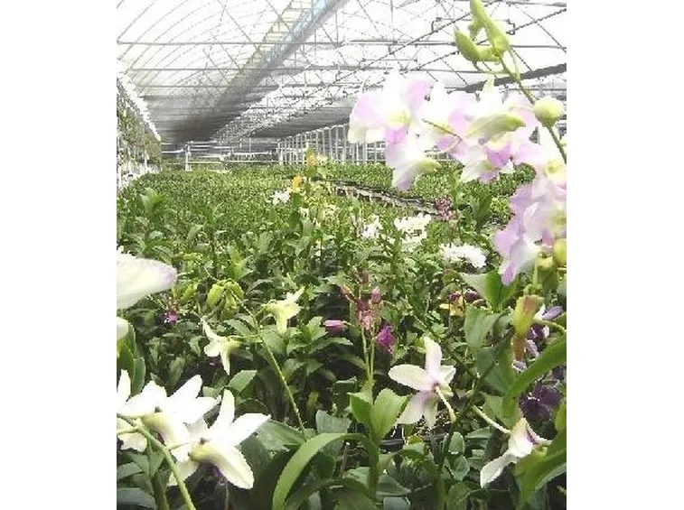 serra orchidee