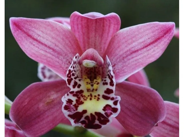 Fiore di orchidea