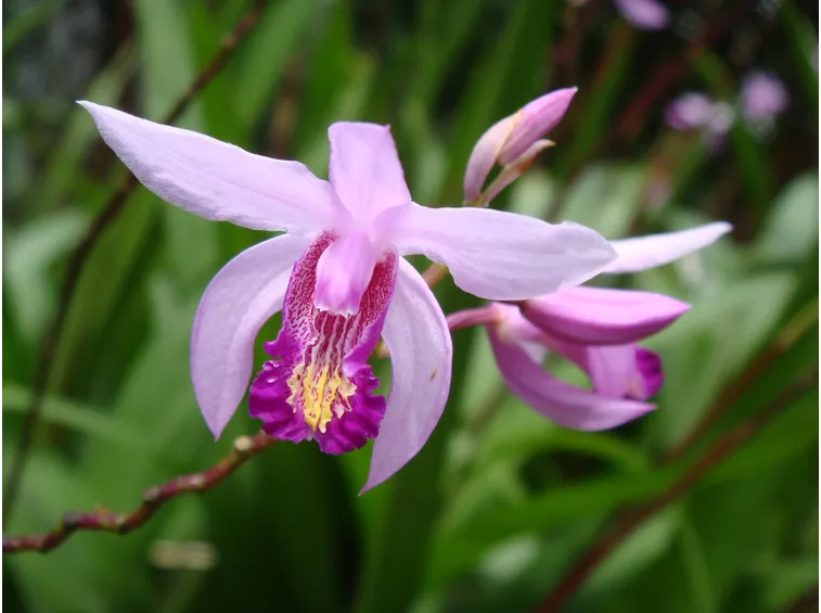 Orchidea fiore