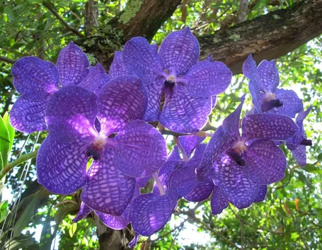 Vanda