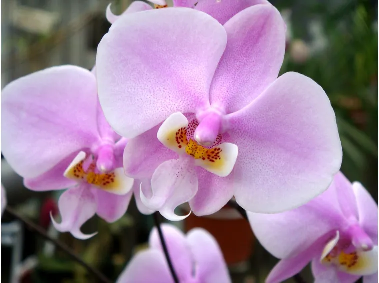 Phalaenopsis schilleriana