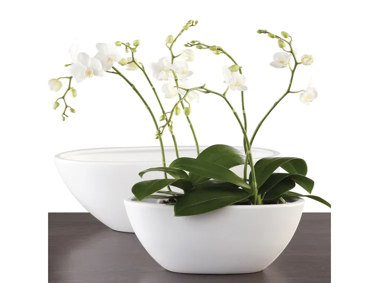 Phalaenopsis gigantea