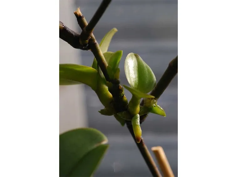 Keiki su stelo