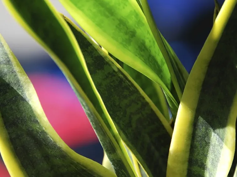 Sansevieria