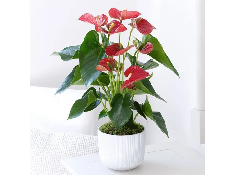 Anthurium andreanum