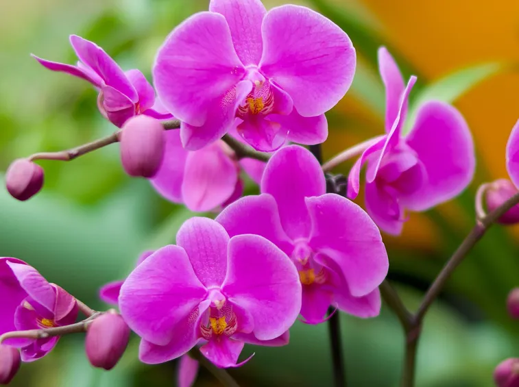 Orchidee