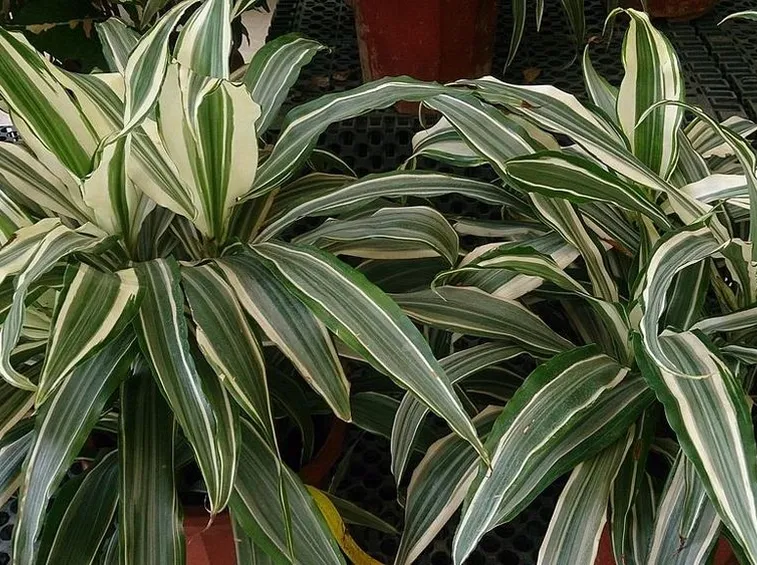 Dracaena deremensis