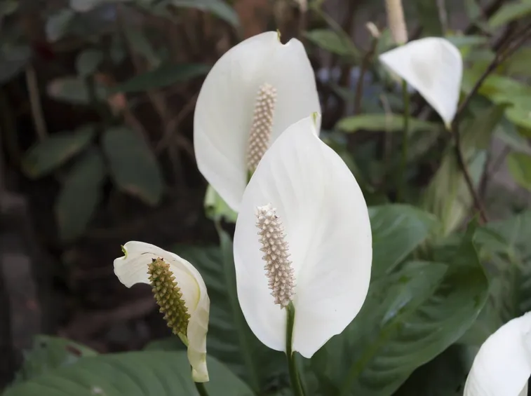 Spatiphyllum
