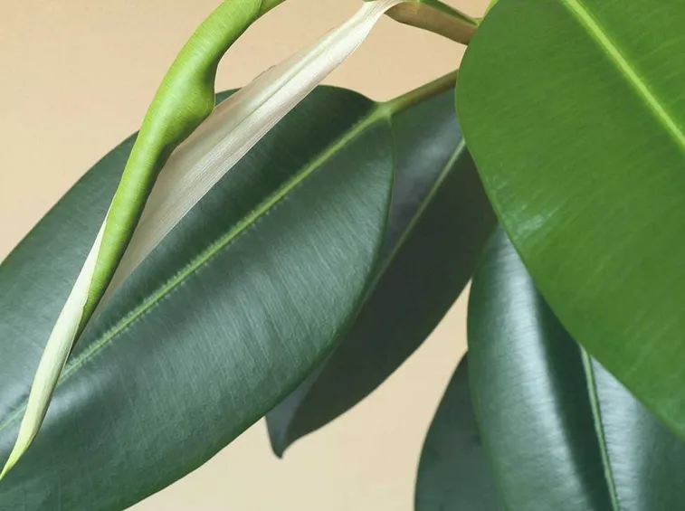 Ficus elastica