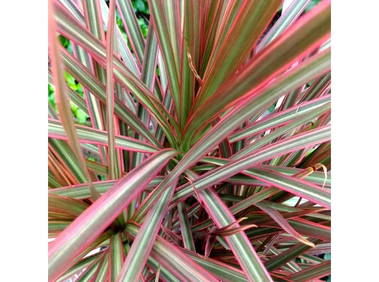 Dracaena marginata
