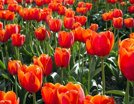 fiori san valentino