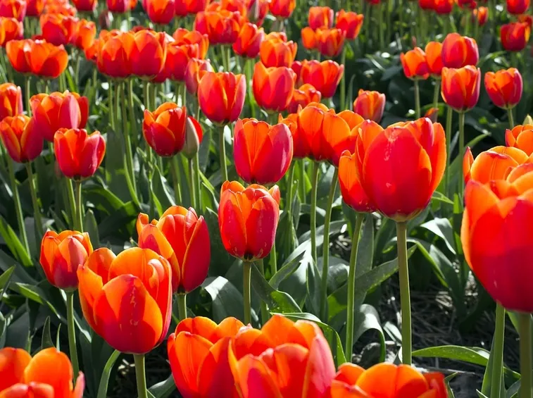 fiori san valentino