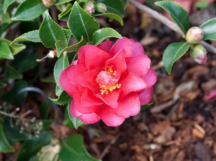 camelia in vaso