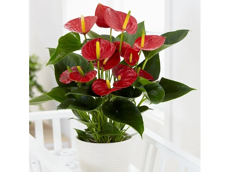anthurium