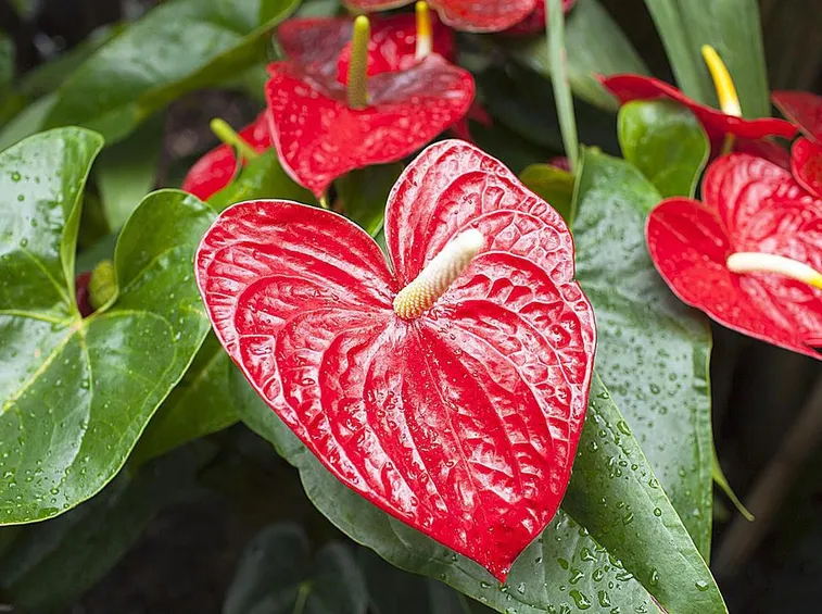 anthurium