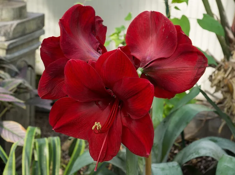 Hippeastrum rosso