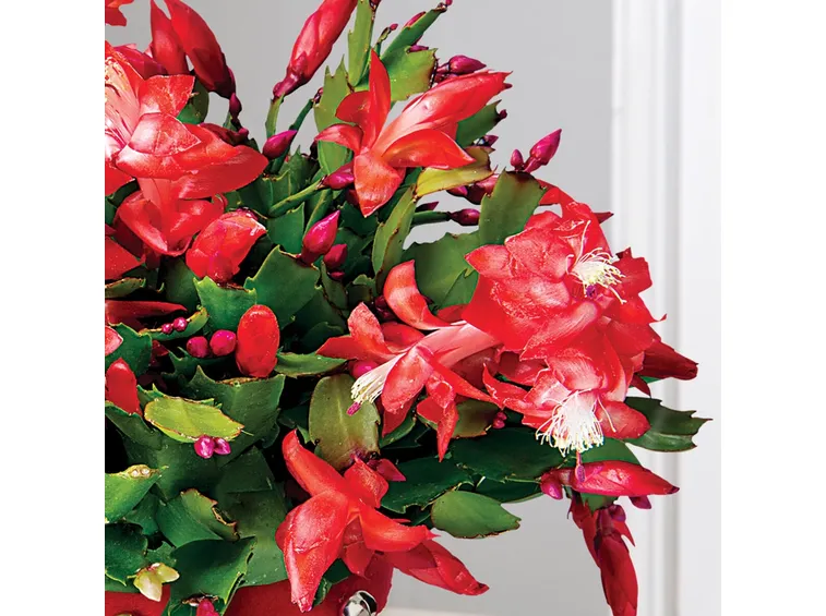Schlumbergera truncata
