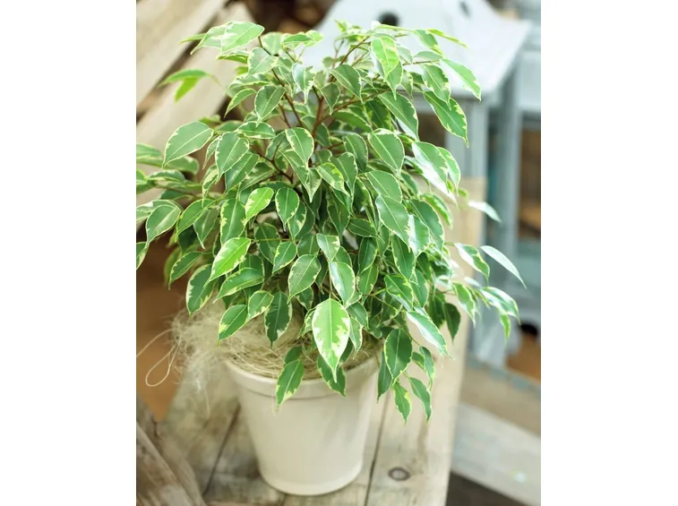 benjamin ficus