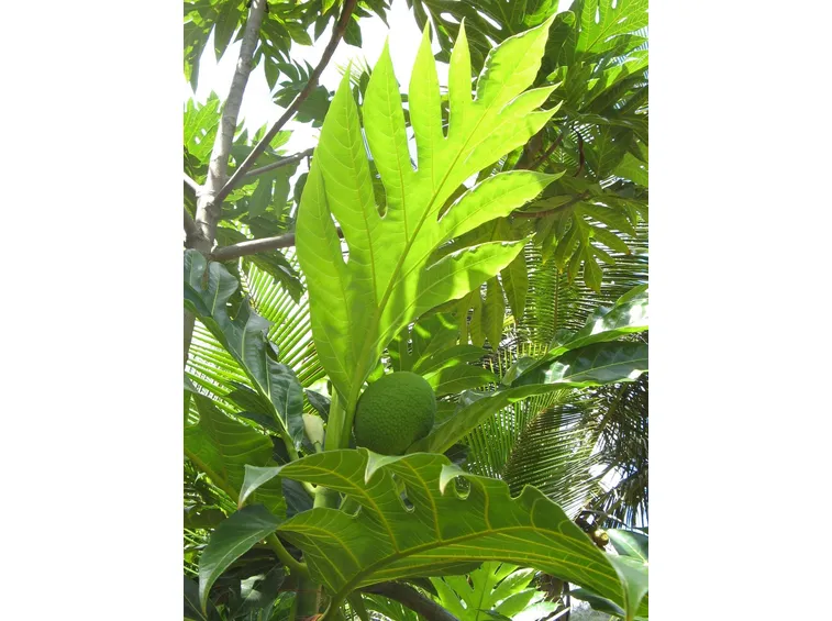albero del pane